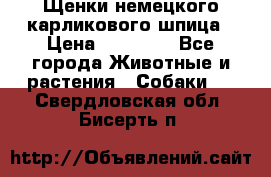Щенки немецкого карликового шпица › Цена ­ 20 000 - Все города Животные и растения » Собаки   . Свердловская обл.,Бисерть п.